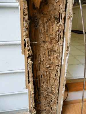 Termite Damage - Columbia, SC - Croach Pest Control