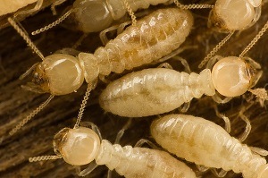 Termites - Termite Treatment - Columbia SC - Croach Pest Control