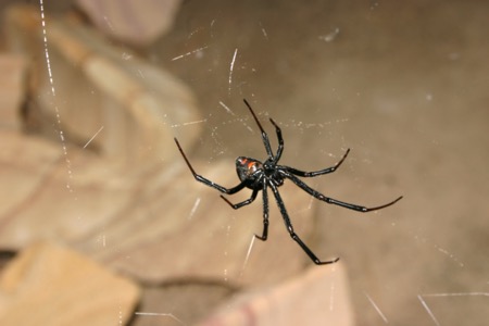 Spider Control - Croach - Portland, Oregon - Types of spiders in Portland