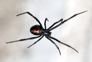 Black Widow Spider Close Up - Seattle WA