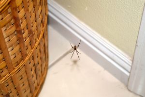 Black Widow Spider - Get Rid of Spiders near Seattle - Croach Pest Control