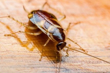 brown banded cockroach control near post falls idaho