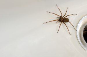 spider control - Spokane, WA - Giant House Spider - Croach Pest Control