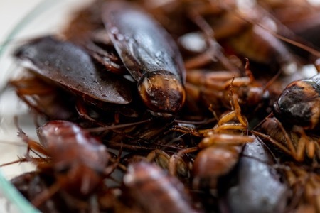cockroach pest control near devner colorado