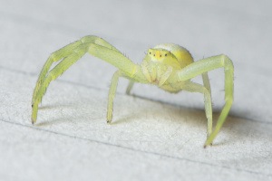 Yellow Sac Spider - Croach Spider Exterminator - 300x200