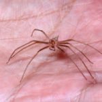 Brown Recluse Spider in Palm of Hand 300x200