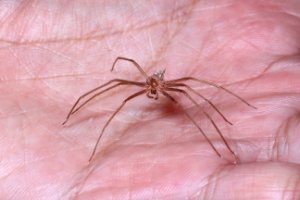 Brown Recluse Spider in Palm of Hand 300x200