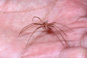 Hobo Spider Brown Recluse Spider in Palm of Hand 300x200