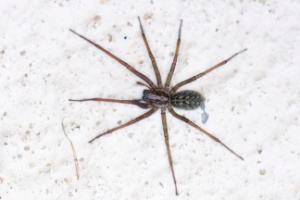 hobo spider web