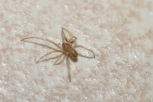 Hobo Spider Looks Similar to House Spider 300x200