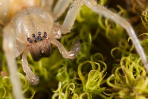 yellow sac spider