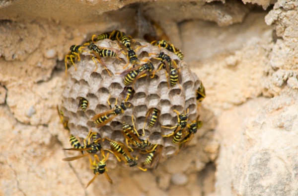 Pest Control-Wasp Removal-Paper Wasp Nest-Croach-600x400