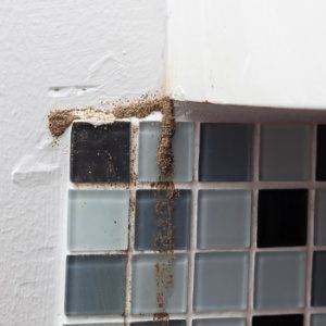 Termite Damage - Mud Tubes on Bathroom Wall - Croach Termite Treatment 300x300