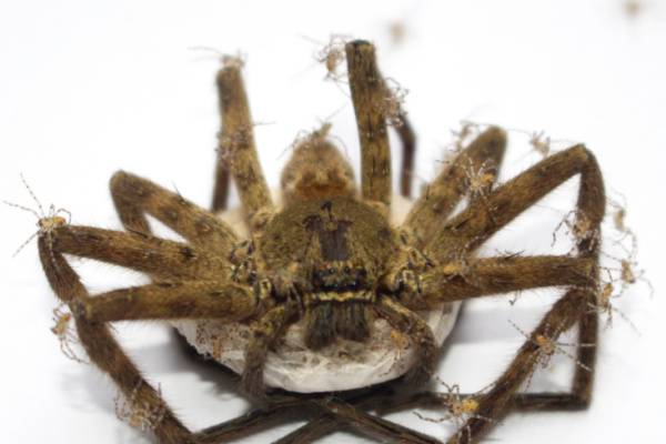 Wolf Spider Carrying Babies on her Back - Croach Pest Control 600x400