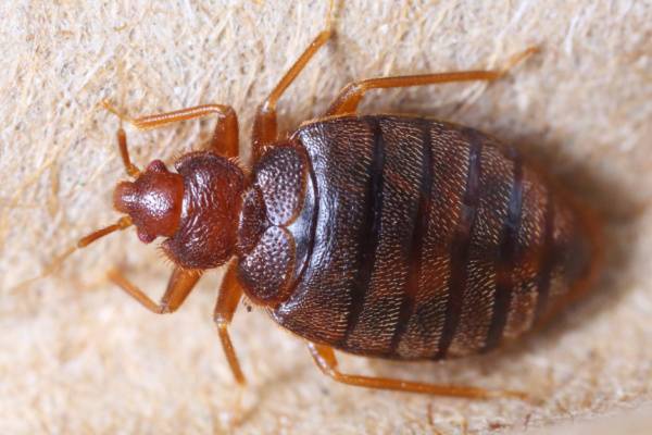 Bed-Bugs-in-Kennewick-Close-up-of-adult-bed-bug-Kennewick-WA-Croach-Pest-Control-Services-600x400