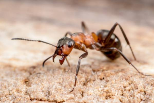 Get Rid of Ants-Carpenter Ant-Kennewick WA-Croach Pest Control-600x400