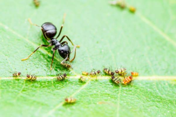 Get Rid of Ants-Odorous House Ant with Aphids-Kennewick WA-Croach Pest Control-600x400