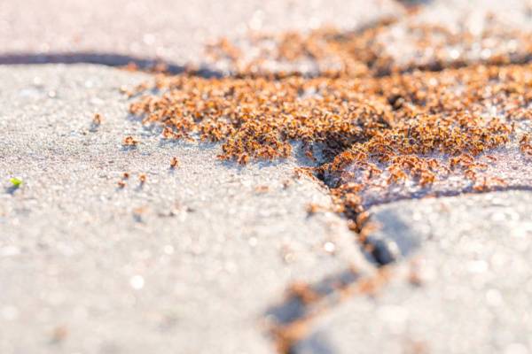 Get Rid of Ants-Pavement Ant-Kennewick WA-Croach Pest Control-600x400