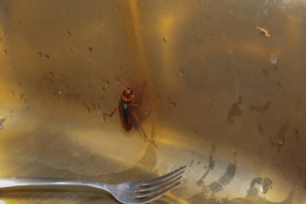 Get Rid of Cockroaches-Roaches in a sink-Kennewick WA-Croach Pest Control-600x400