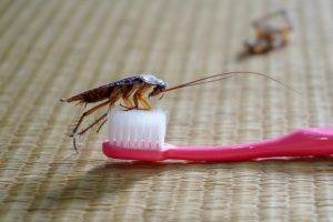 Get Rid of Cockroaches-Roaches on a toothbrush-Kennewick WA-Croach Pest Control-600x400