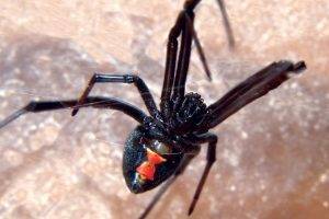 Get rid of spiders-black widow spider-Kennewick WA-Croach Pest Control-600x400