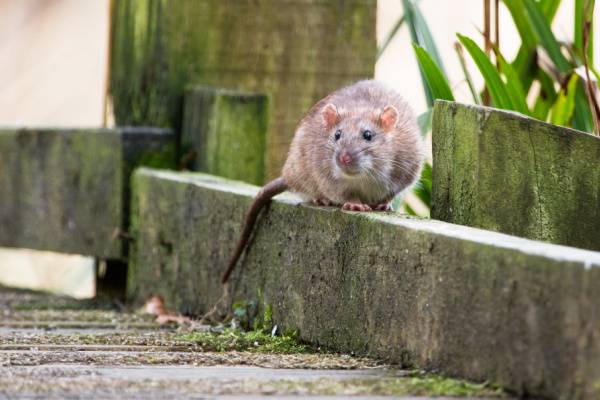 Rodent control store