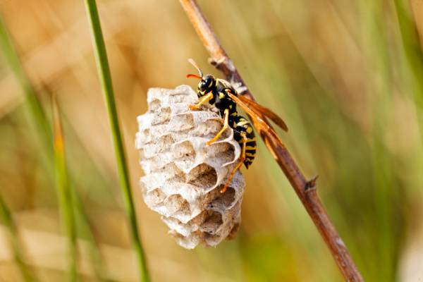 Pest Control-Wasp Removal-Paper Wasp and Nest-Croach Pest Control-600x400