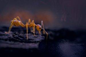 Pharaoh Ant-Yellow Ant-Kennewick WA-Croach Pest Control-600x400
