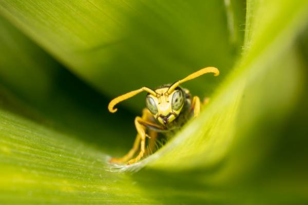 Tachytes Wasp - Friendliest Wasps in Spokane! - Croach Pest Control