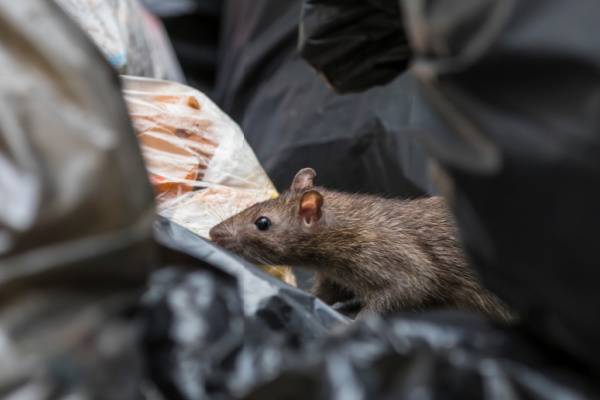 What is a roof rat? Identification of the common rat