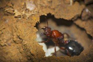 Sugar Ants-ant destruction-Seattle WA-Croach Pest Services-600x400