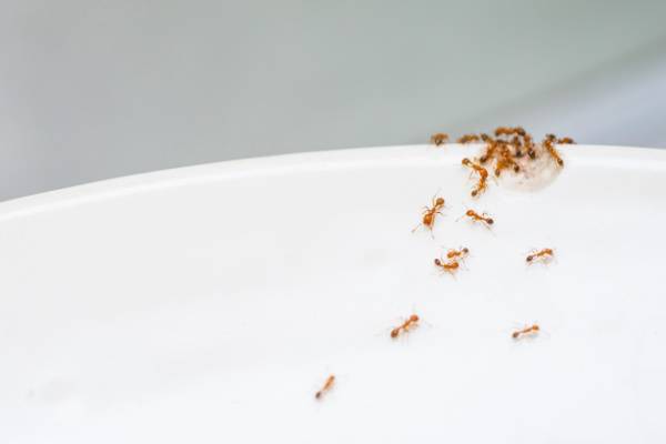 Sugar Ants Ants In A Bowl Seattle WA Croach Pest Services 600x400 1 