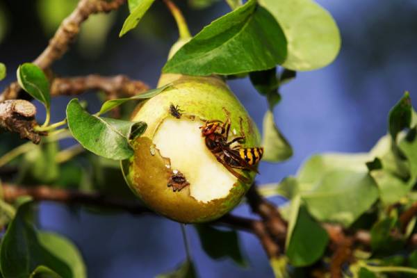 Wasp Removal-Hornet on apple-Boise ID-Croach Pest Control-600x400