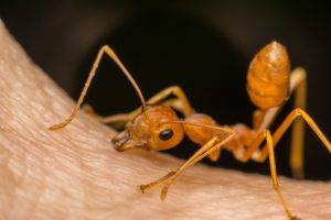 Ant biting a human - North and South Carolina Ant Exterminators - Croach Pest Control