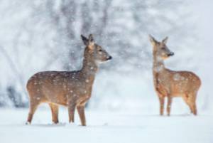 Do not feed deer in the winter - deer mouse - Croach Pest Control - Draper Utah 300x200