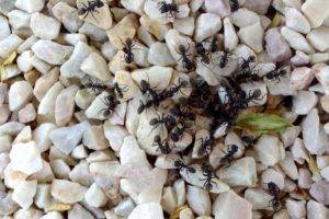 Get Rid of Ants-Mound in Garden-Seven Oaks SC-Croach Pest Control-600x400