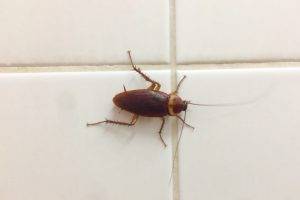 Get Rid of Cockroaches-Roach in Restroom-Red Bank SC-Croach Pest Control-600x400