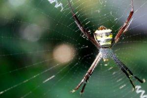 Get rid of spiders-Orb spider in web-West Columbia SC-Croach Pest Control-600x400