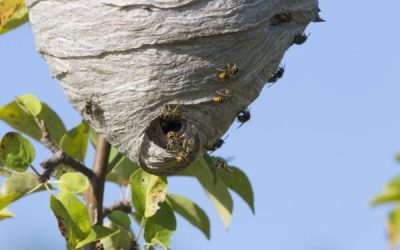 Wasps Nest Removal - Spokane WA - Croach Pest Control