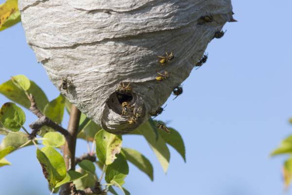 Pest Control-Wasp Removal-Yellow Jacket Nest-Croach Pest Control-600x400