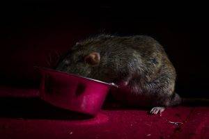 Rodents-Rat at night-Dentsville SC-Croach Pest Control-600x400