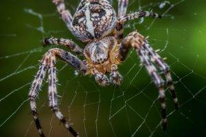 Spiders-Hideous spider and web-Dentsville SC-Croach Pest Control-600x400