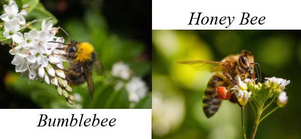Bumblebee vs Honey Bee - Croach Bee Hive Removal
