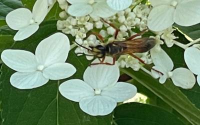 Great Golden Digger Wasp on a flower bush - Croach Pest Control 400x250