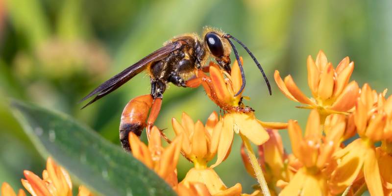 great golden digger wasp on a flower - croach pest control
