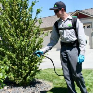 Croach Pest Control-Tech sprays-Spokane-300x300