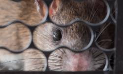 IPM-Mechanical Control-Humane Mouse Trap-Croach Pest Exterminators