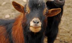 IPM-Physical Control-Goats eating Kudzu-Croach Pest Control-250x150