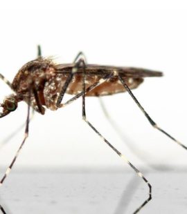 Mosquito Control-Close-up of a Mosquito-Austin TX-Croach Pest Control-800x500