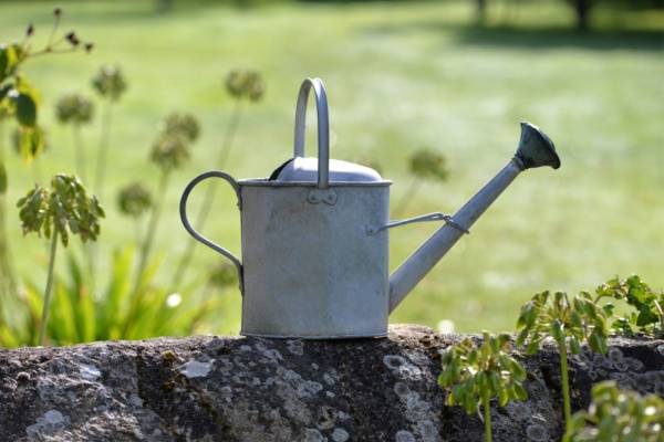 Mosquito Control-Watering Can-Austin TX-Croach Pest Control-600x400